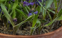 Hyacinthella hispida